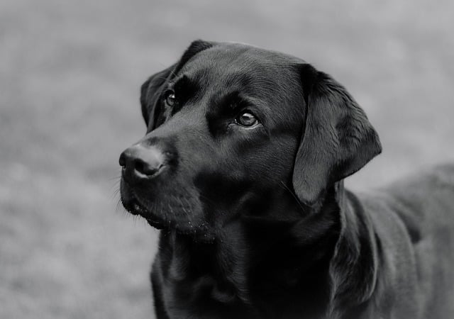 Where to go for nice walk with the Dog if your away for the Weekend in West Midlands?