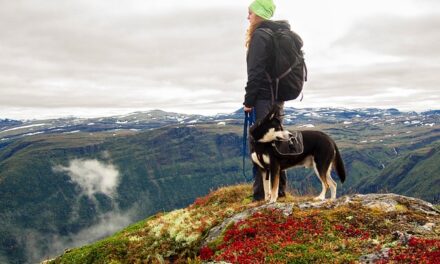 Where to go for nice walk with the Dog if your away for the Weekend in London?