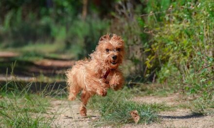 Where to go for nice walk with the Dog if your away for the Weekend in Yorkshire?
