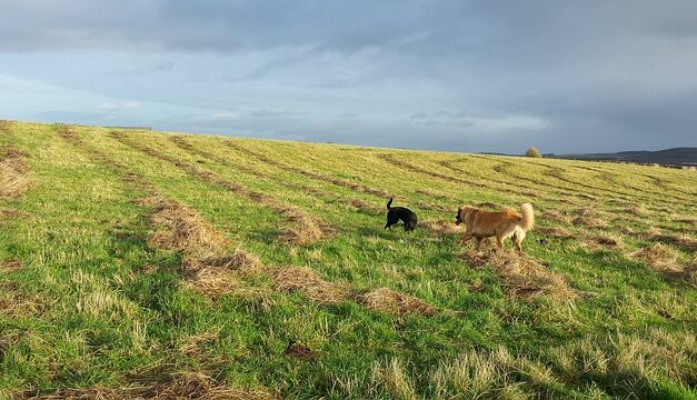 Where to go for nice walk with the Dog if your away for the Weekend in Scotland?