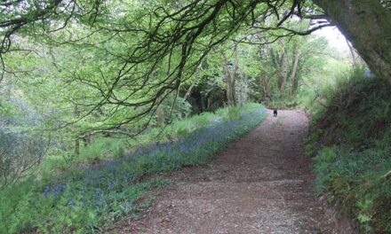 Where to go for nice walk with the Dog if your away for the Weekend in Wales?