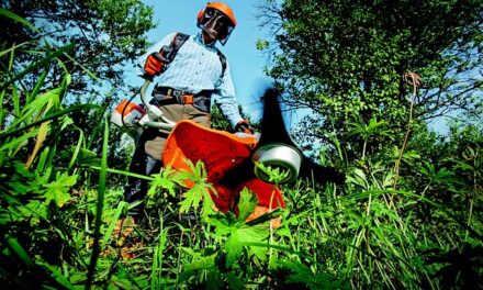The Ultimate Guide to Planting Fruits and Vegetables in June 2024