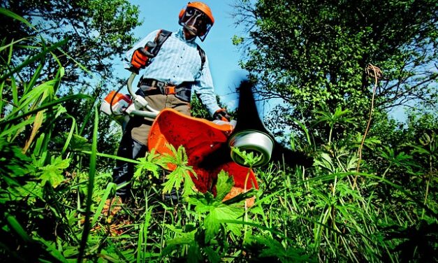 The Ultimate Guide to Planting Fruits and Vegetables in June 2024