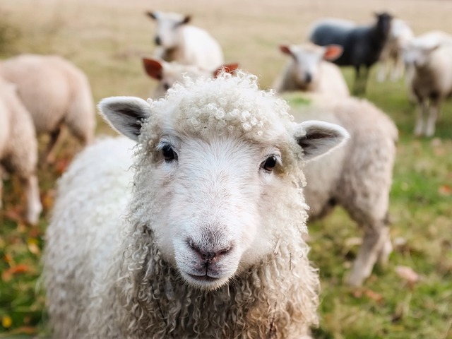 Unveiling the Green Revolution: Exploring the Diddly Squat Farm by Jeremy Clarkson