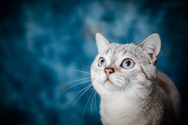 Celebrating National Pet Month 2024: Honoring Our Furry Friends