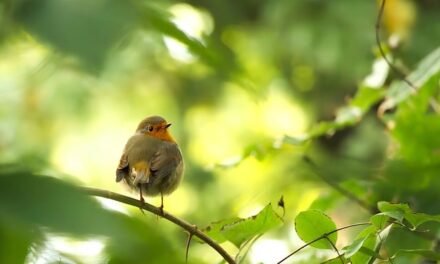 Garden Wildlife Week 2024: Celebrating Biodiversity in Your Backyard