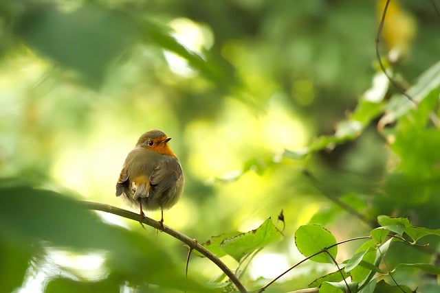 Garden Wildlife Week 2024: Celebrating Biodiversity in Your Backyard