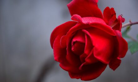 Rose Awareness Week 2024: Celebrating the Beauty and Symbolism of Roses