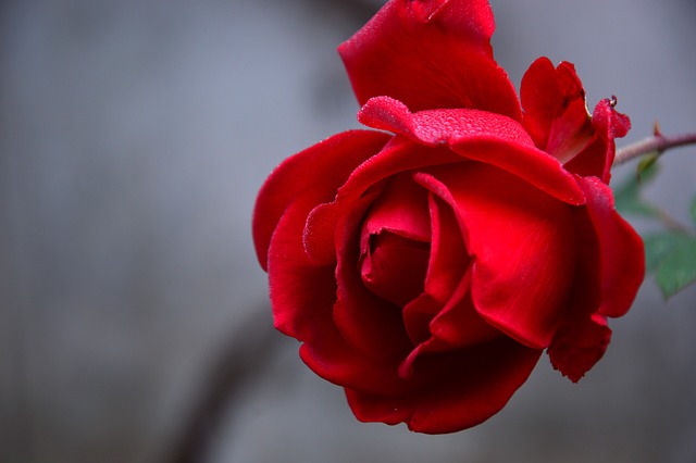Rose Awareness Week 2024: Celebrating the Beauty and Symbolism of Roses