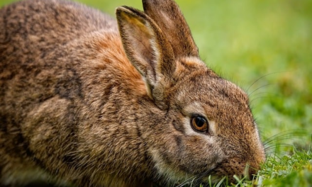 Rabbit Awareness Week 2024: Healthy Diet, Happy Bunnies