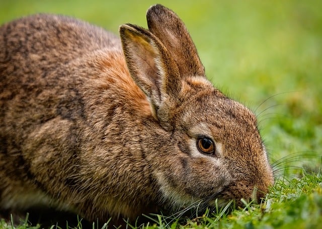 Rabbit Awareness Week 2024: Healthy Diet, Happy Bunnies