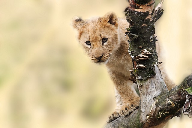 The Enduring Legacy of The Lion King: A Timeless Tale of Courage and Redemption
