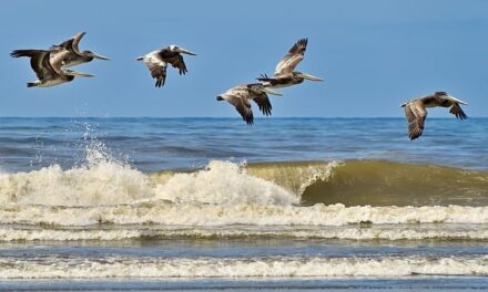 Clean Beaches Week 2024: A Call to Action for a Sustainable Future
