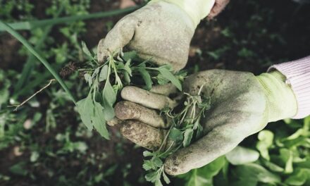 Essential Gardening Tools Guide for Beginners