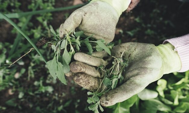 Essential Gardening Tools Guide for Beginners