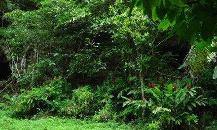 Tulisa Contostavlos: From N-Dubz Fame to the Jungle Adventure