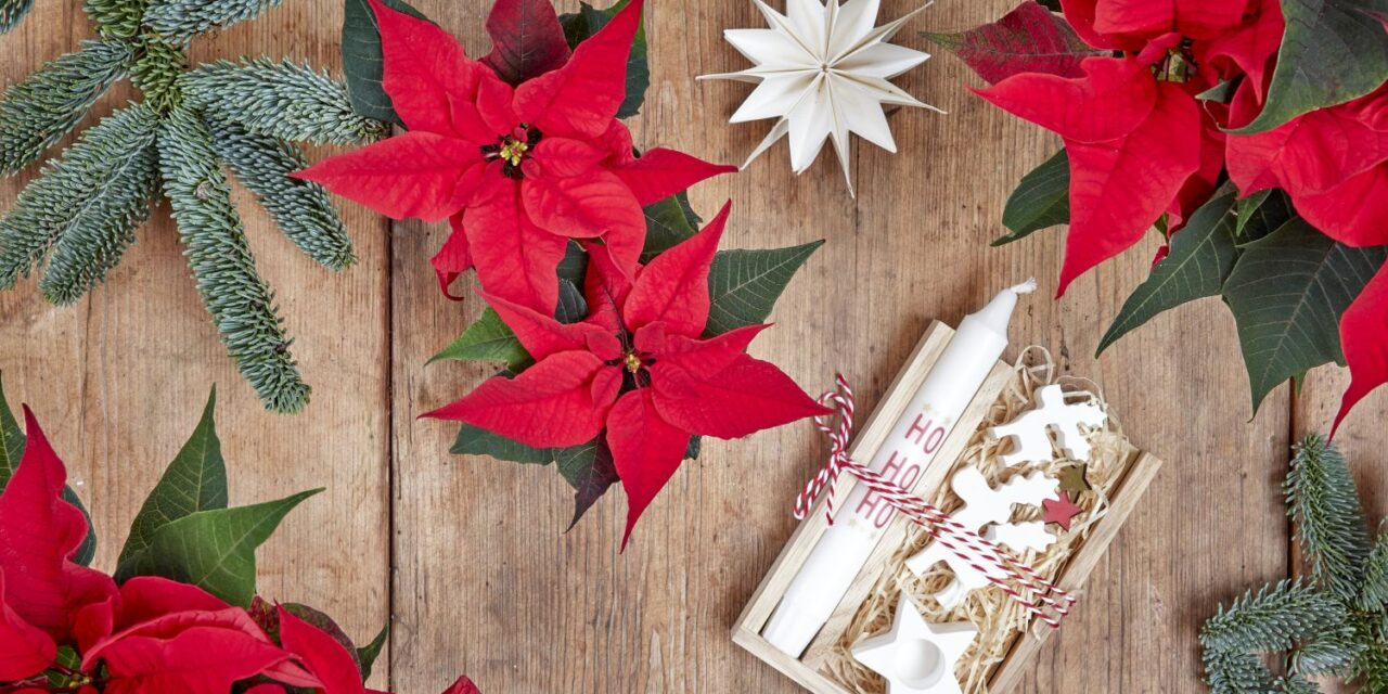 Poinsettias keep the Christmas Spirit Blooming