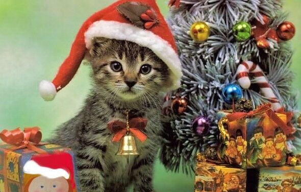 What to do on Christmas Eve?