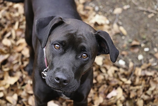 How to Keep Pets Calm During New Year’s Eve Celebrations