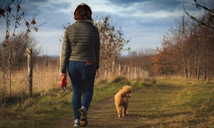 Steam Mill Lodges: A Serene Escape in the Heart of Derbyshire
