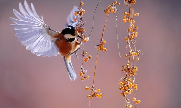 The Big Schools Birdwatch 2025: Inspiring the Next Generation of Conservationists
