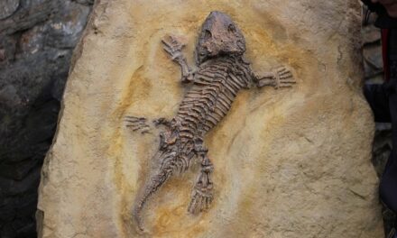 Discover Charmouth Beach: A Fossil Hunter’s Paradise on the Jurassic Coast