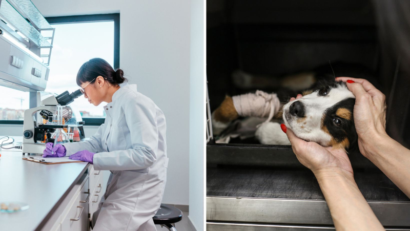 Health, environment and animal charities benefit most from local donors