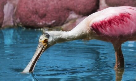 Discover the Magic of Tropical Birdland: A Hidden Gem in Leicestershire