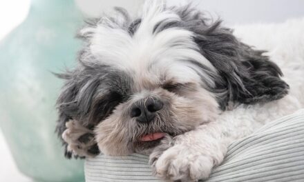 Celebrate National Pet Month 2025: Honoring the Companions Who Make Life Better