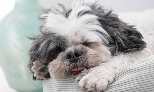 Celebrate National Pet Month 2025: Honoring the Companions Who Make Life Better