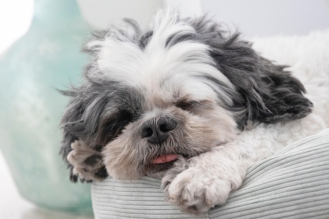 Celebrate National Pet Month 2025: Honoring the Companions Who Make Life Better