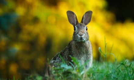 How to Get Ready for Easter: A Joyful Guide for Every Kind of Celebration