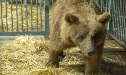 Bear Rescue – Family of bears rescued from residential home by torchlight