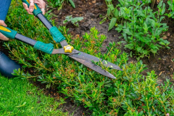 How to prune your Bloombux® in June/July