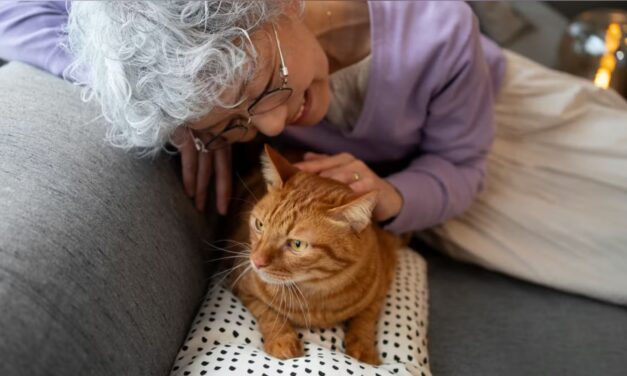 Vet vs Google: Pet owners turning to Google to diagnose pet health
