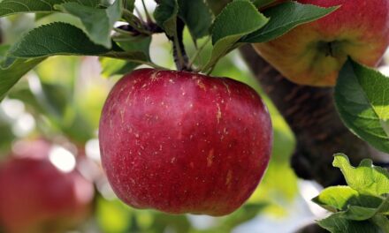 Oak Apple Day 2025: Celebrating Royal Restoration and English Tradition