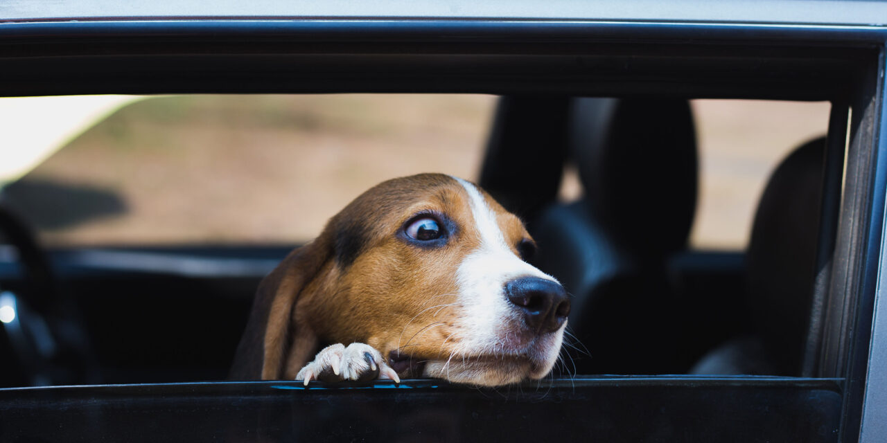 Steer clear of hot dogs as temperatures soar, says GEM