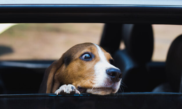 Steer clear of hot dogs as temperatures soar, says GEM