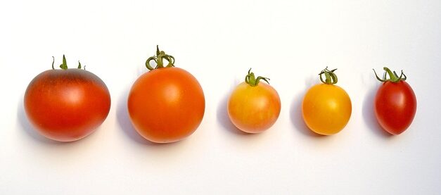 British Tomato Fortnight 2025: A Juicy Celebration of Homegrown Produce
