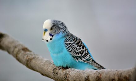 Love All Budgies Day 2025: Celebrating Our Feathered Friends with Affection and Awareness