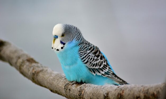 Love All Budgies Day 2025: Celebrating Our Feathered Friends with Affection and Awareness