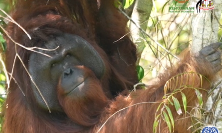 Freedom for JoJo – West Kalimantan Centre Gives Permanent Sanctuary to Orangutans Who Can’t Return to the Wild