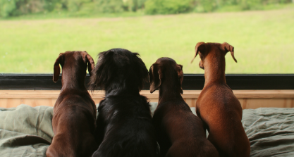 £40 Billion Wake-Up Call: Pets Are Shaping Travel – Is the Industry Listening?