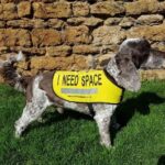 Celebrating Search and Rescue Dogs:  Remarkable Working Dogs Making a Difference