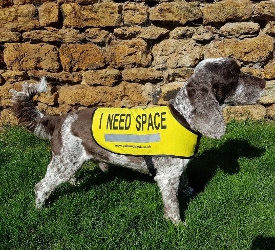 Celebrating Search and Rescue Dogs:  Remarkable Working Dogs Making a Difference